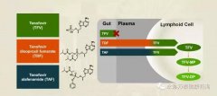 替诺福韦艾拉酚胺(TAF)III期研究效果展现：96周无耐药，病毒抑制强