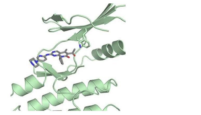 Science：展现乳腺癌药物帕博西尼的新型作用机制